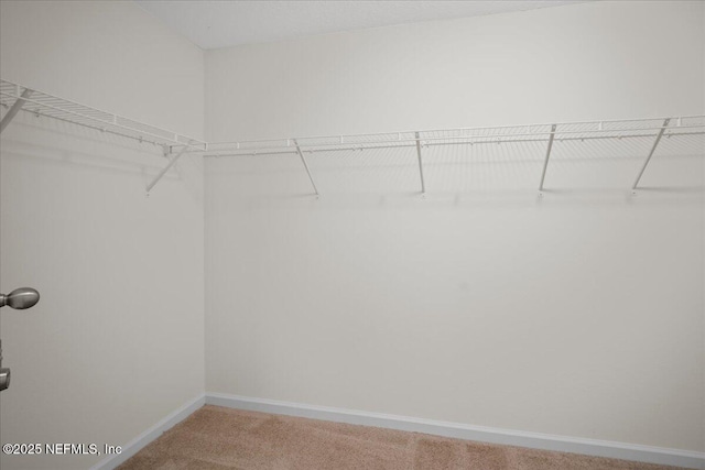 walk in closet with carpet flooring