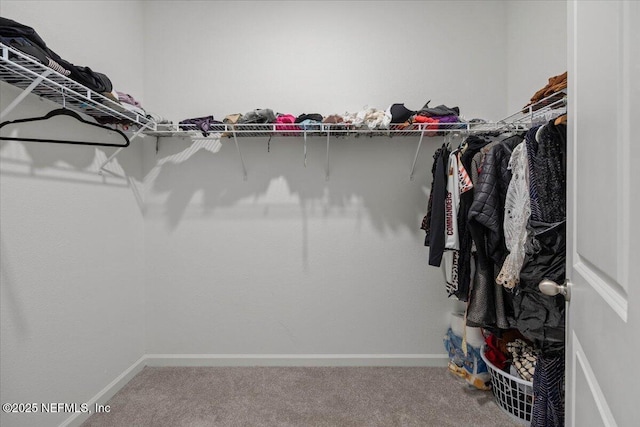 spacious closet featuring carpet