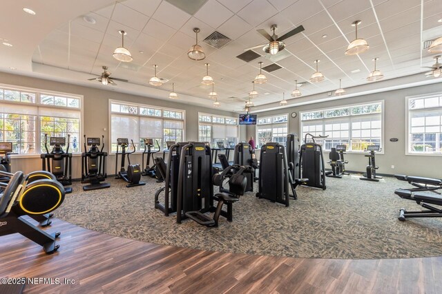 exercise room featuring ceiling fan, visible vents, a drop ceiling, and wood finished floors