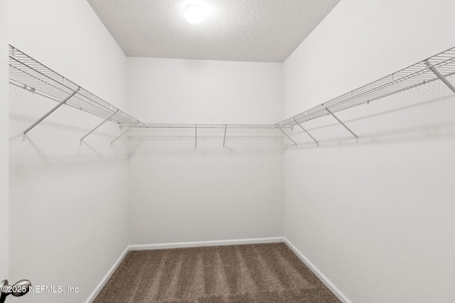 walk in closet with carpet floors