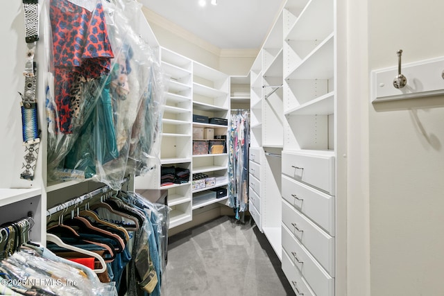 walk in closet with carpet flooring