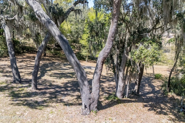 view of local wilderness