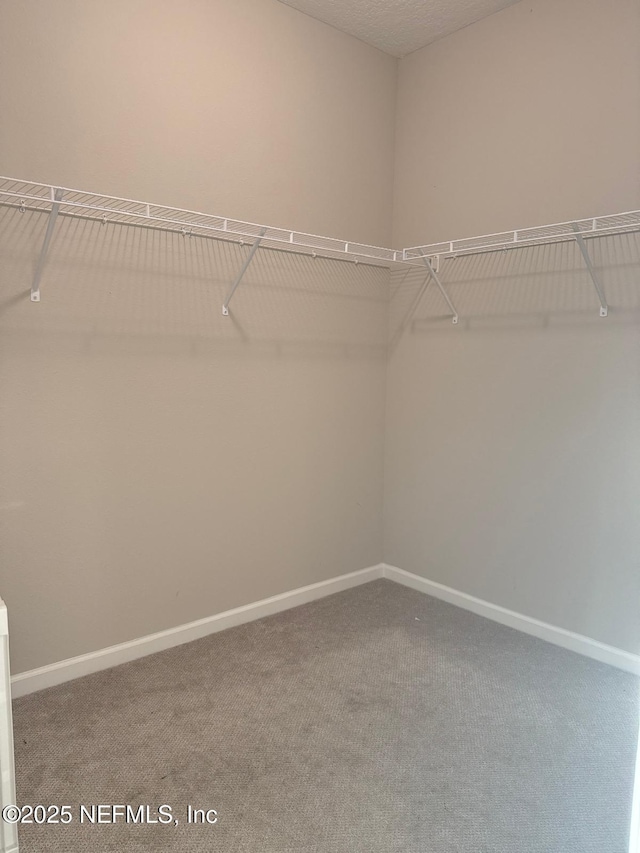 walk in closet with carpet floors