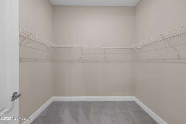 spacious closet featuring carpet flooring