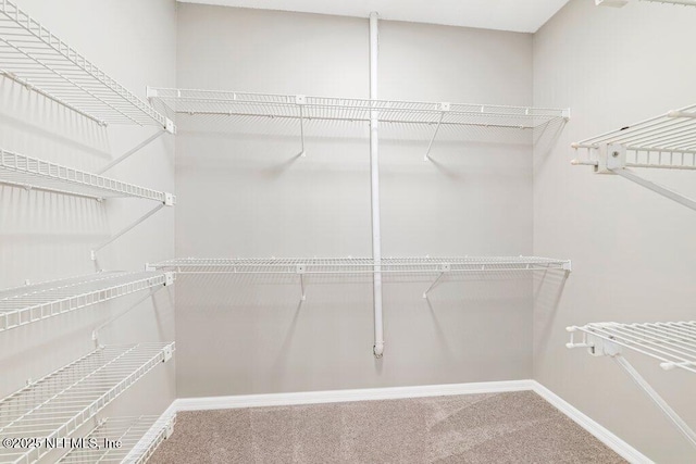 spacious closet featuring carpet flooring