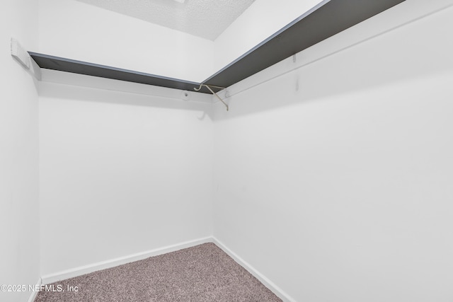 spacious closet with carpet floors