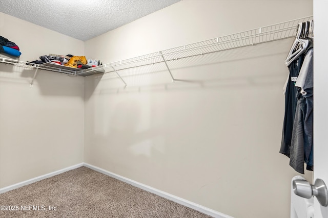 walk in closet with carpet floors