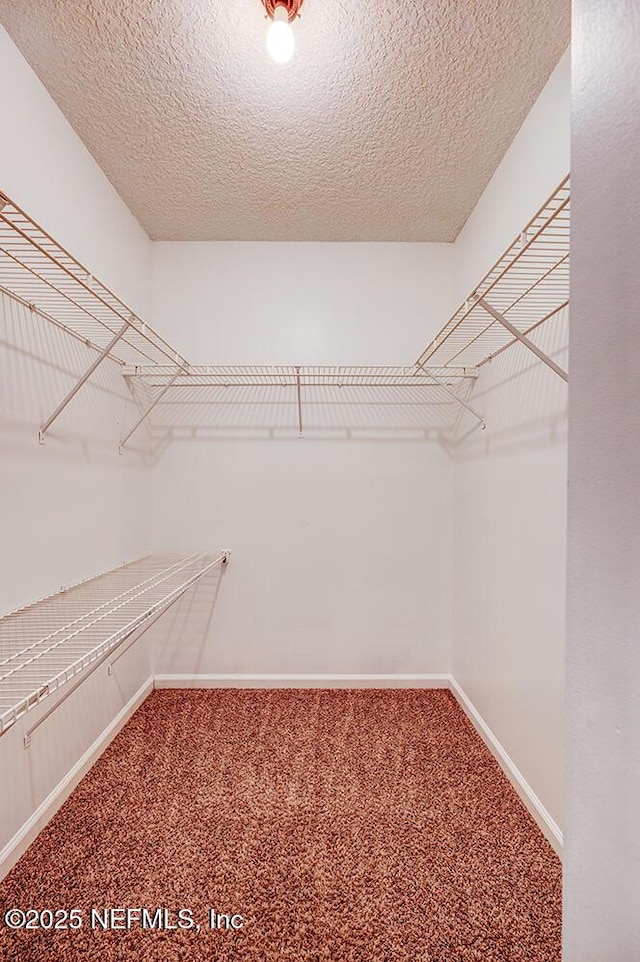 spacious closet featuring carpet