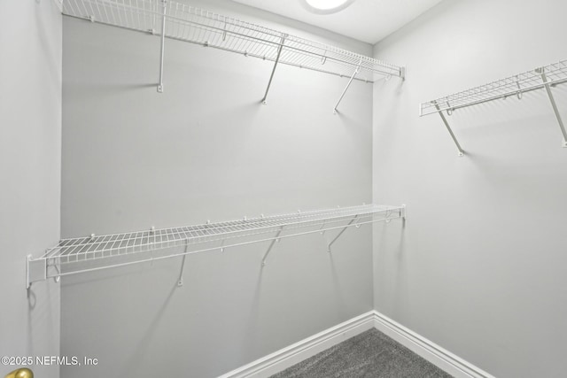 walk in closet featuring carpet floors