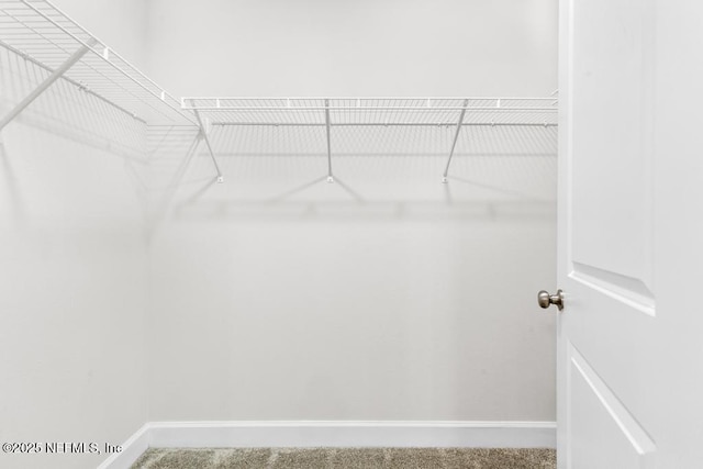 spacious closet featuring carpet