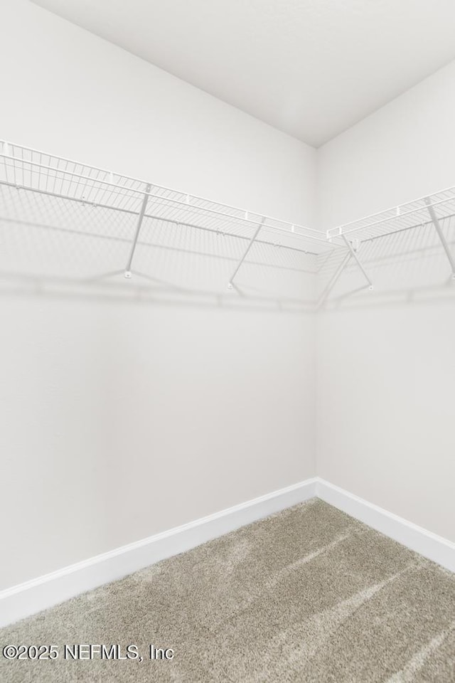walk in closet with carpet floors