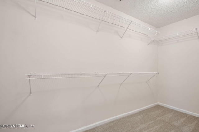 745 Austin Pl, Saint Johns, FL 32259 - walk in closet with carpet floors