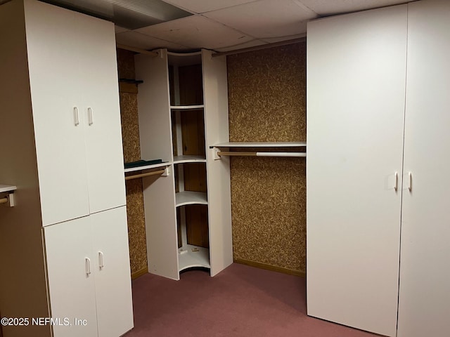spacious closet with carpet and a drop ceiling