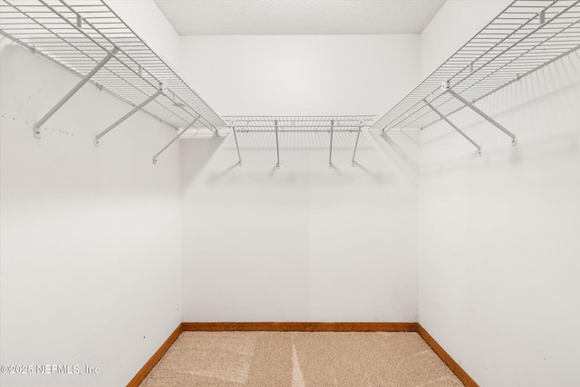 spacious closet featuring carpet floors