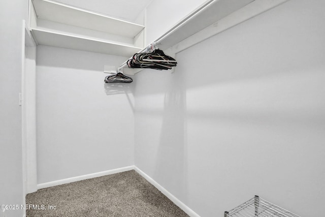 walk in closet featuring carpet