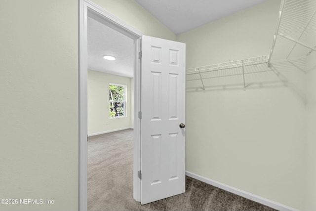 walk in closet with carpet flooring