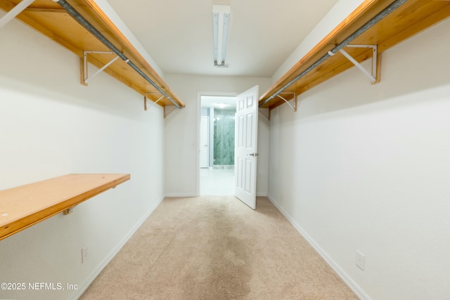 walk in closet featuring carpet flooring