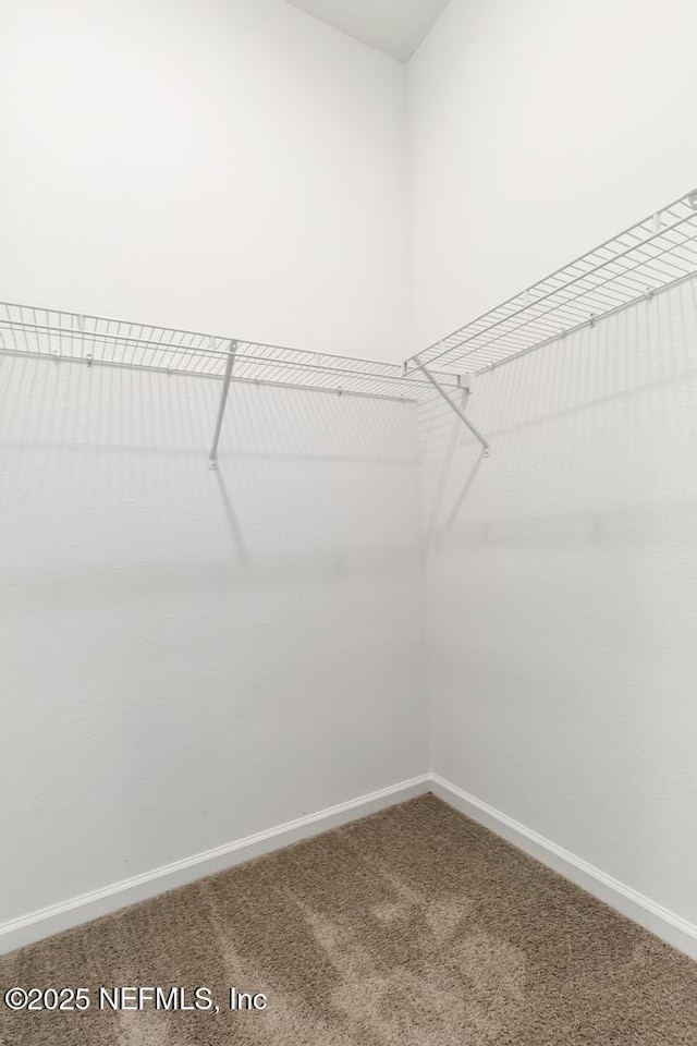 spacious closet featuring carpet flooring