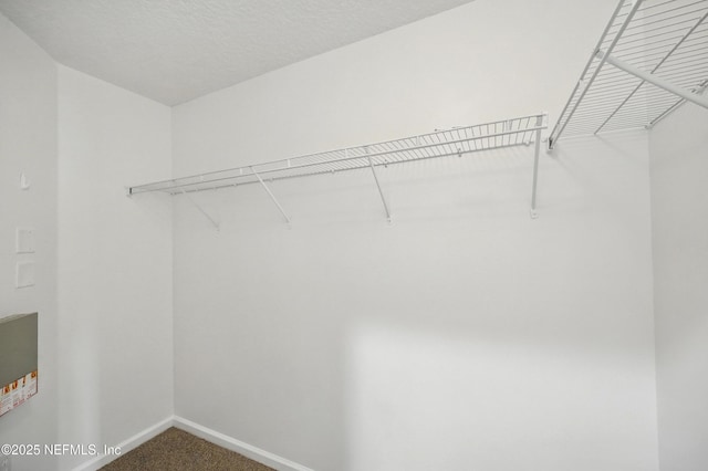 walk in closet with carpet flooring