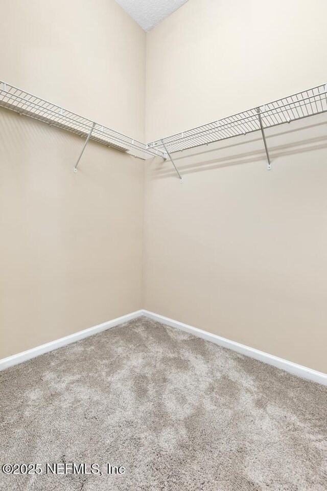 walk in closet with carpet floors