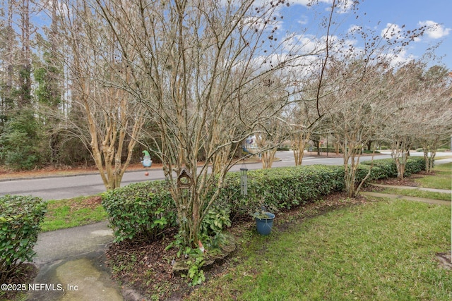 625 Oakleaf Plantation Pkwy Unit 1115, Orange Park, FL 32065 - view of yard