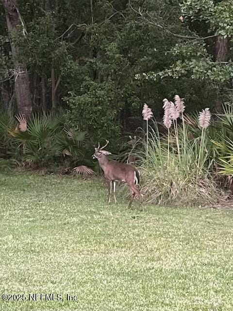 116 Greenfield Dr, Saint Johns, FL 32259 - view of green lawn
