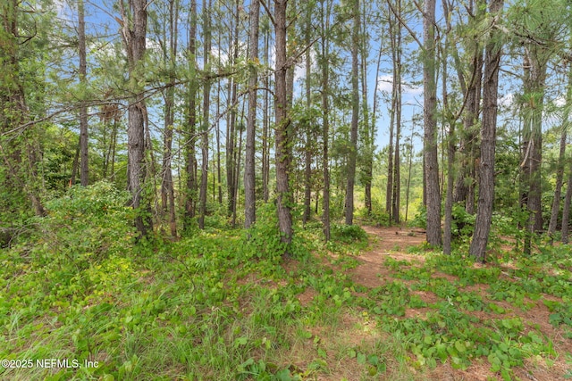 view of woods