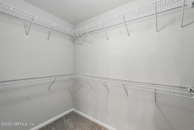 481 Fox Water Trl, Saint Augustine, FL 32086 - walk in closet with carpet flooring