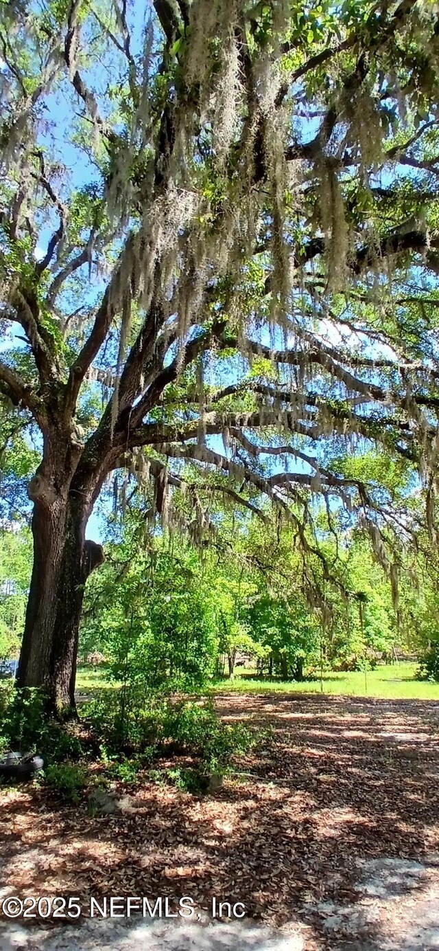 2995 Thunder Rd, Middleburg, FL 32068 - view of tree filled area