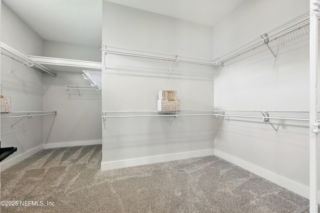 walk in closet featuring carpet