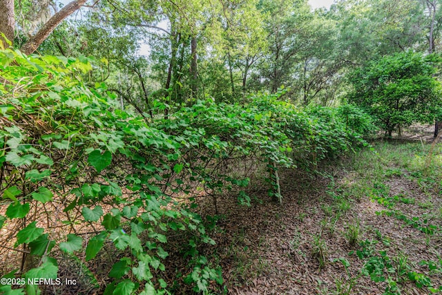 96428 Chester Rd, Yulee, FL 32097 - view of local wilderness