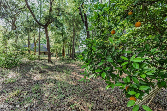 96428 Chester Rd, Yulee, FL 32097 - view of local wilderness