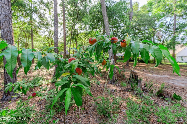 96428 Chester Rd, Yulee, FL 32097 - view of undeveloped land