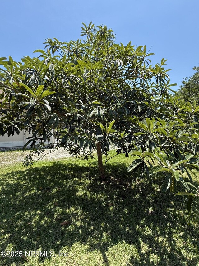9205 Camshire Dr, Jacksonville, FL 32244 - view of yard