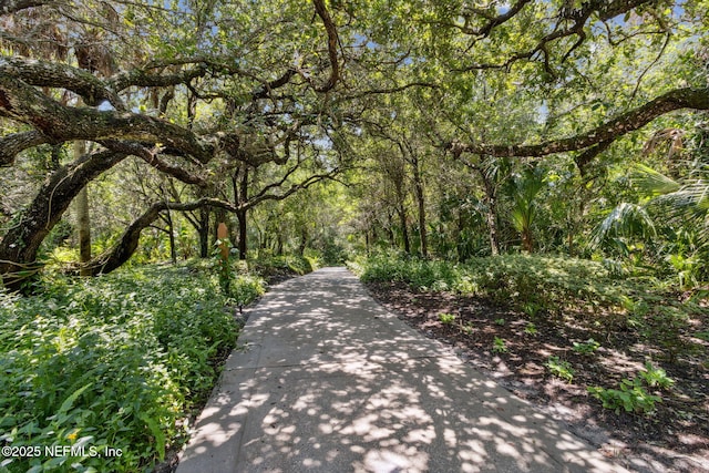 1185 Ponte Vedra Blvd, Ponte Vedra Beach, FL 32082 - view of road with a forest view