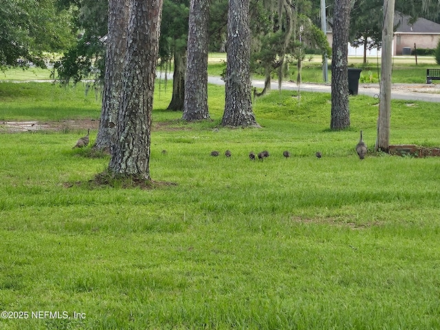 2555 Quail Roost Rd, Middleburg, FL 32068 - photo 52