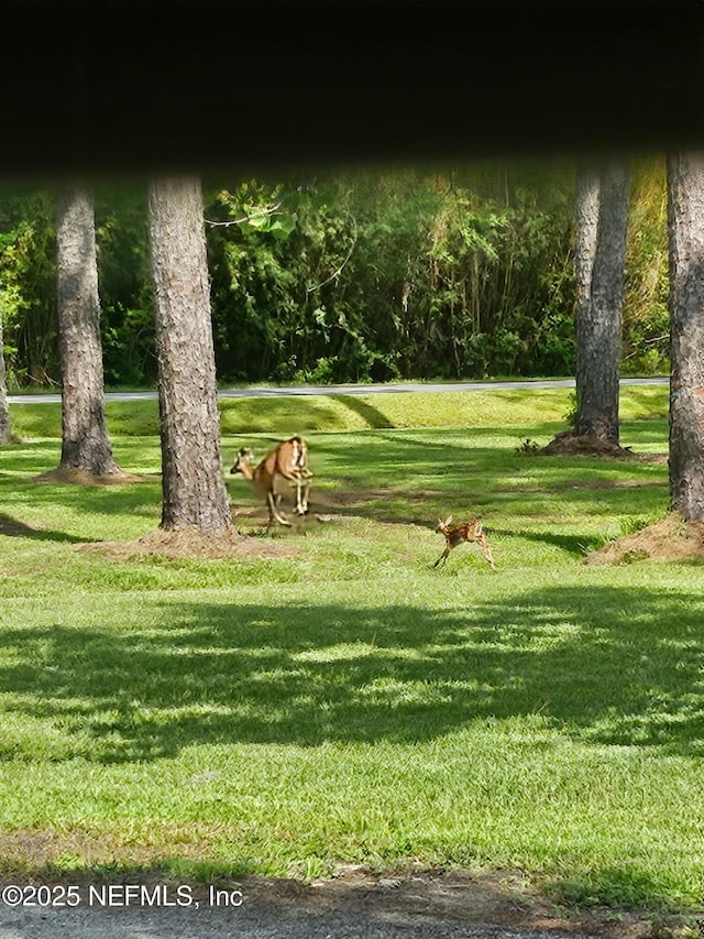 2555 Quail Roost Rd, Middleburg, FL 32068 - photo 55