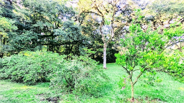 3822 County Road 220, Middleburg, FL 32068 - view of local wilderness