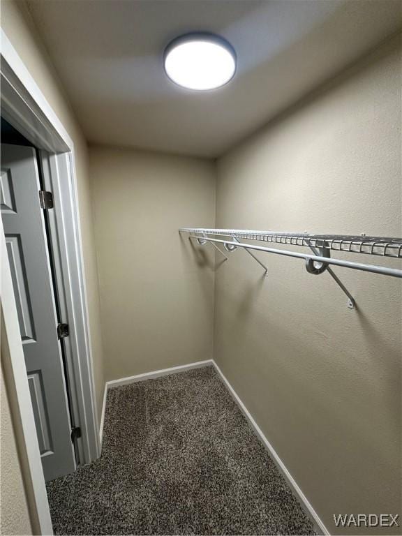 walk in closet with carpet floors