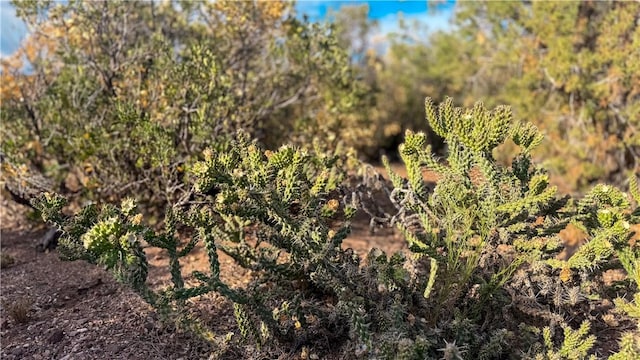176 N Willows Ranch Rd, Kingman, AZ 86401