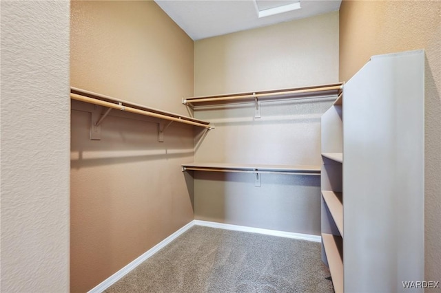 walk in closet with carpet floors