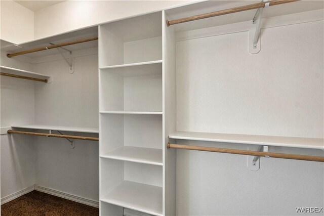 spacious closet featuring carpet flooring