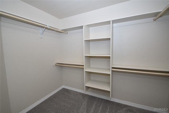 walk in closet with dark colored carpet