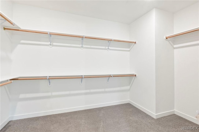 spacious closet with carpet floors