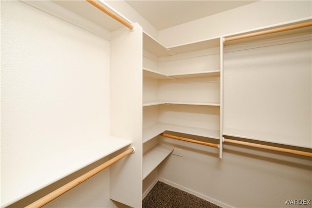 walk in closet with carpet