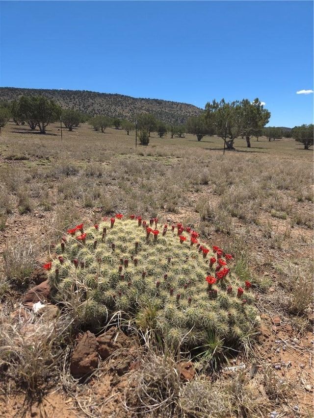 299 Markham Pass Unit 299, Seligman, AZ 86337 - photo 29