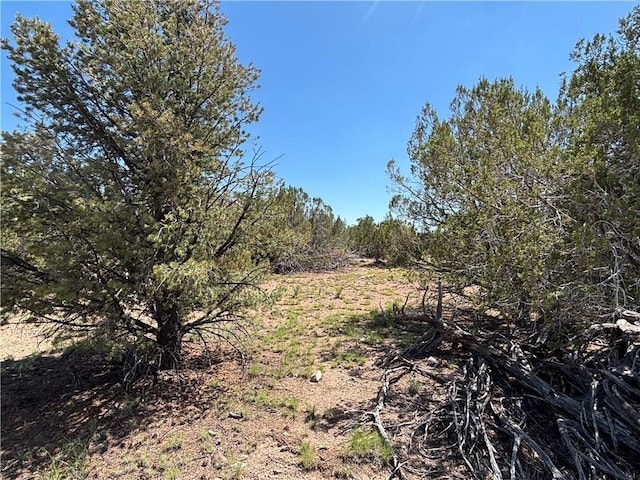 614 N Carson Trl, Seligman, AZ 86337 - photo 14