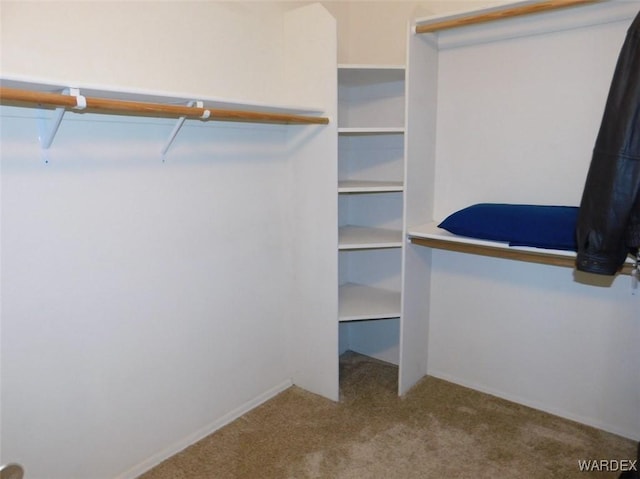 walk in closet with carpet flooring