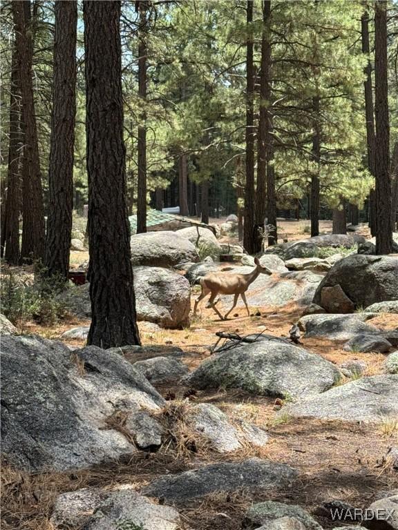 view of local wilderness