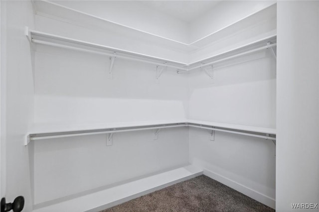 spacious closet featuring carpet floors